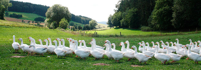 (c) Schaefer-biogefluegelhof.de